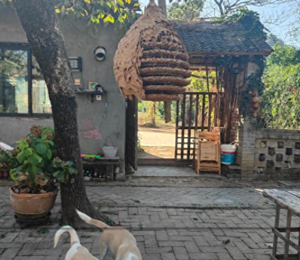 Đừng vội mừng khi thấy 5 loài vật này quanh nhà, có thể là "thư báo" của điềm xui!- Ảnh 1.