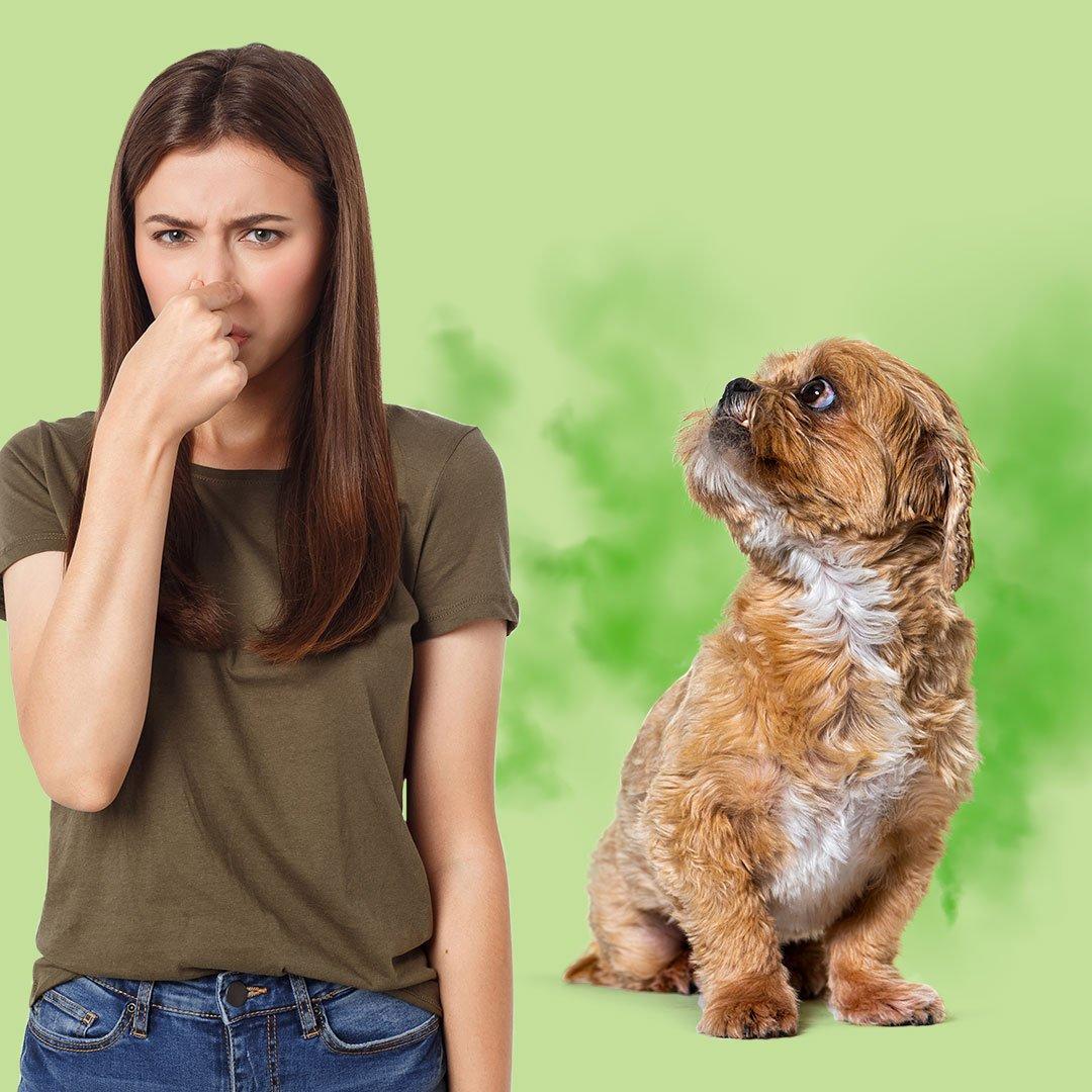 Thú cưng tắm xong vẫn hôi, đâu là giải pháp?- Ảnh 1.