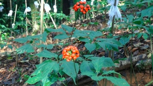 Loại lá đắt đỏ bậc nhất thế giới, 150 triệu đồng/kg, chỉ duy nhất Việt Nam sở hữu- Ảnh 1.