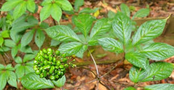 Loại lá đắt đỏ bậc nhất thế giới, 150 triệu đồng/kg, chỉ duy nhất Việt Nam sở hữu- Ảnh 6.