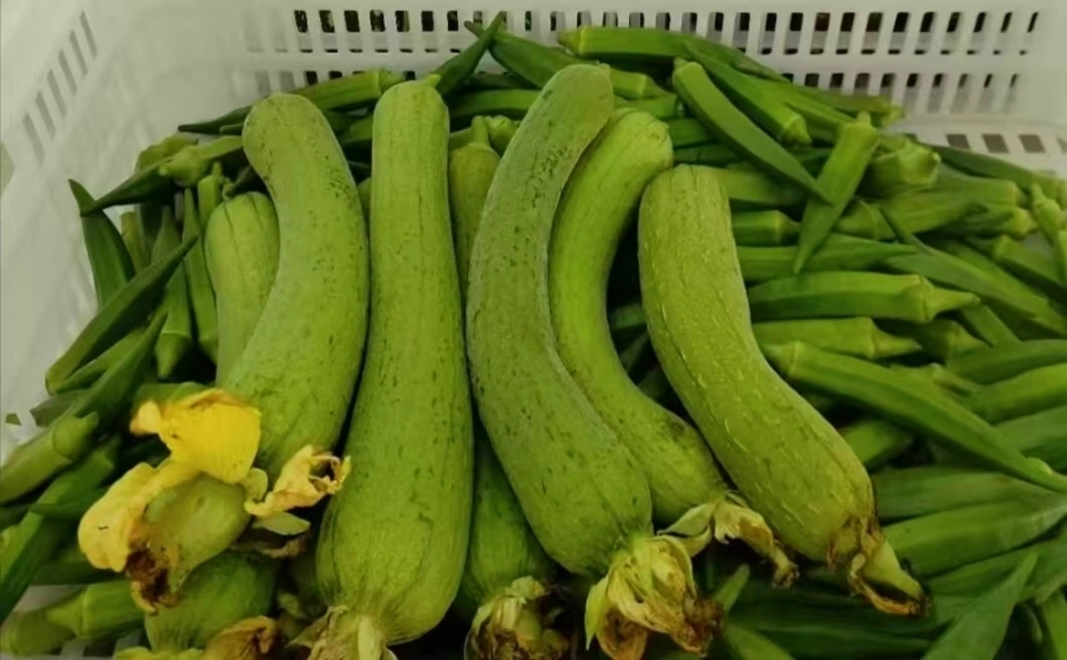 6 loại rau mùa thu không cần phun thuốc trừ sâu, vừa ngon vừa an toàn cho sức khỏe- Ảnh 3.