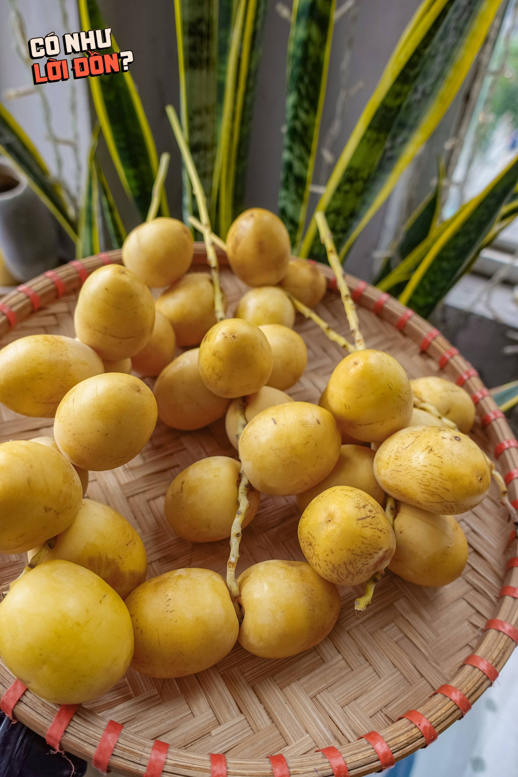 Check var loại quả 