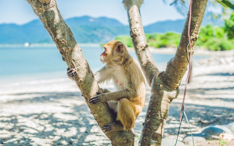 Không phải Cô Tô hay Phú Quốc, đây mới là “đảo ngọc” gây sốt, lọt top điểm đến được tìm kiếm nhiều nhất đầu 2025: Hút hơn 3 triệu lượt khách- Ảnh 5.
