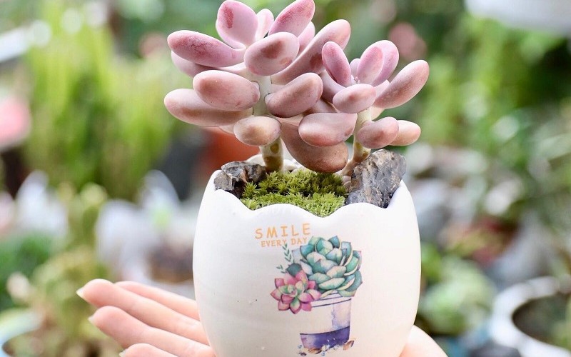 Người mệnh Hỏa hợp trồng cây cảnh gì?- Ảnh 5.