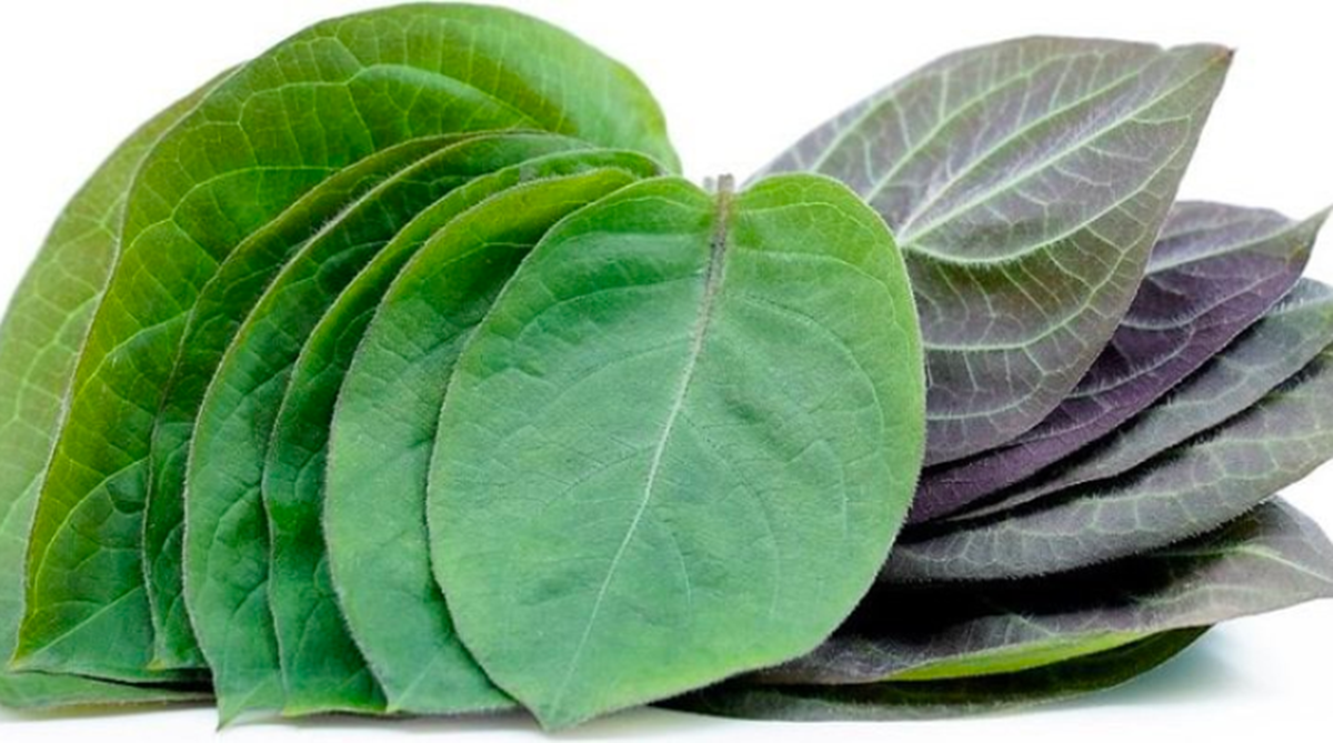 2 loại rau ít "ngậm" thuốc trừ sâu, cái số 1 đầy ở chợ nhiều người không biết mà mua- Ảnh 3.
