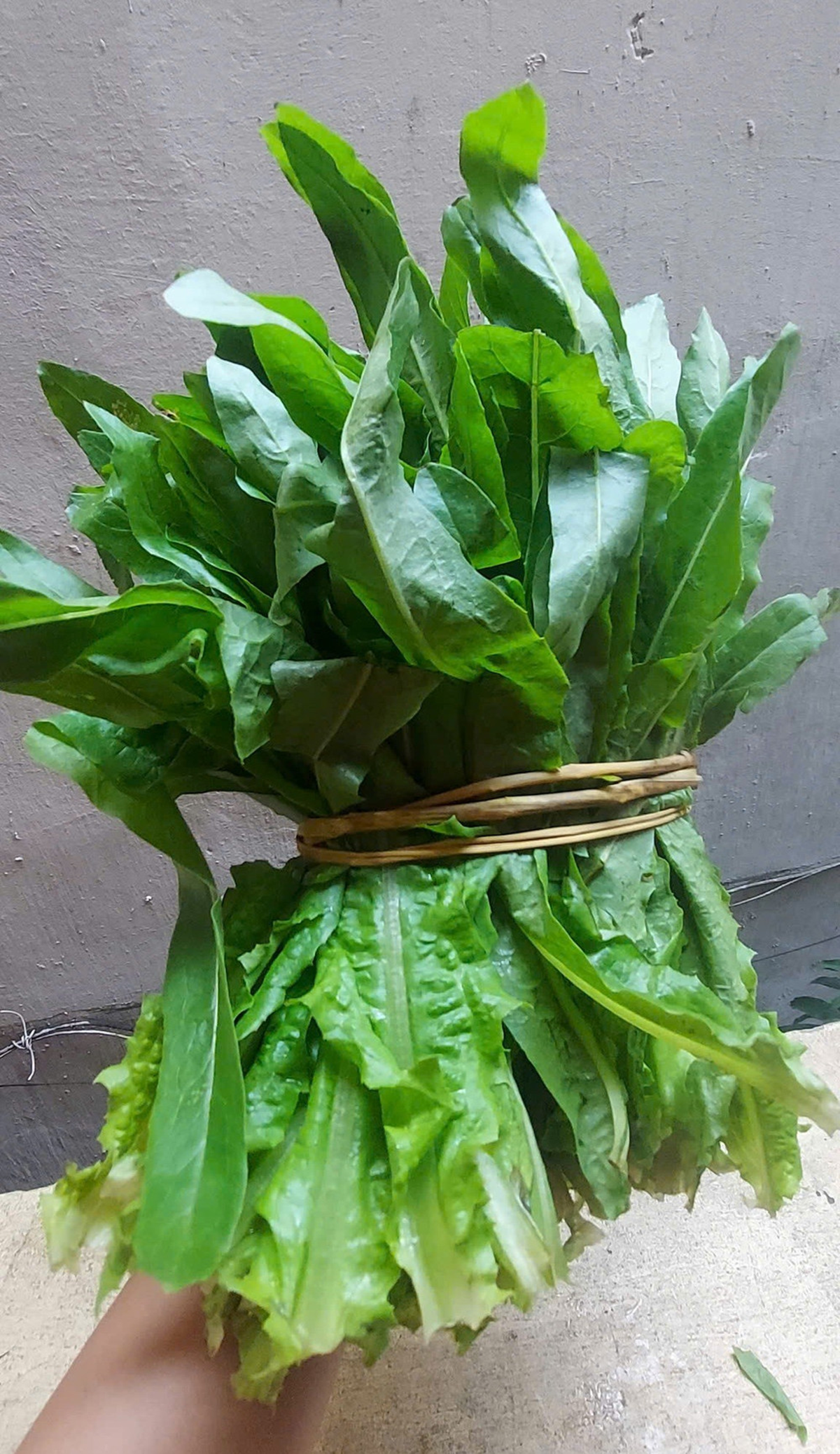 2 loại rau ít "ngậm" thuốc trừ sâu, cái số 1 đầy ở chợ nhiều người không biết mà mua- Ảnh 1.