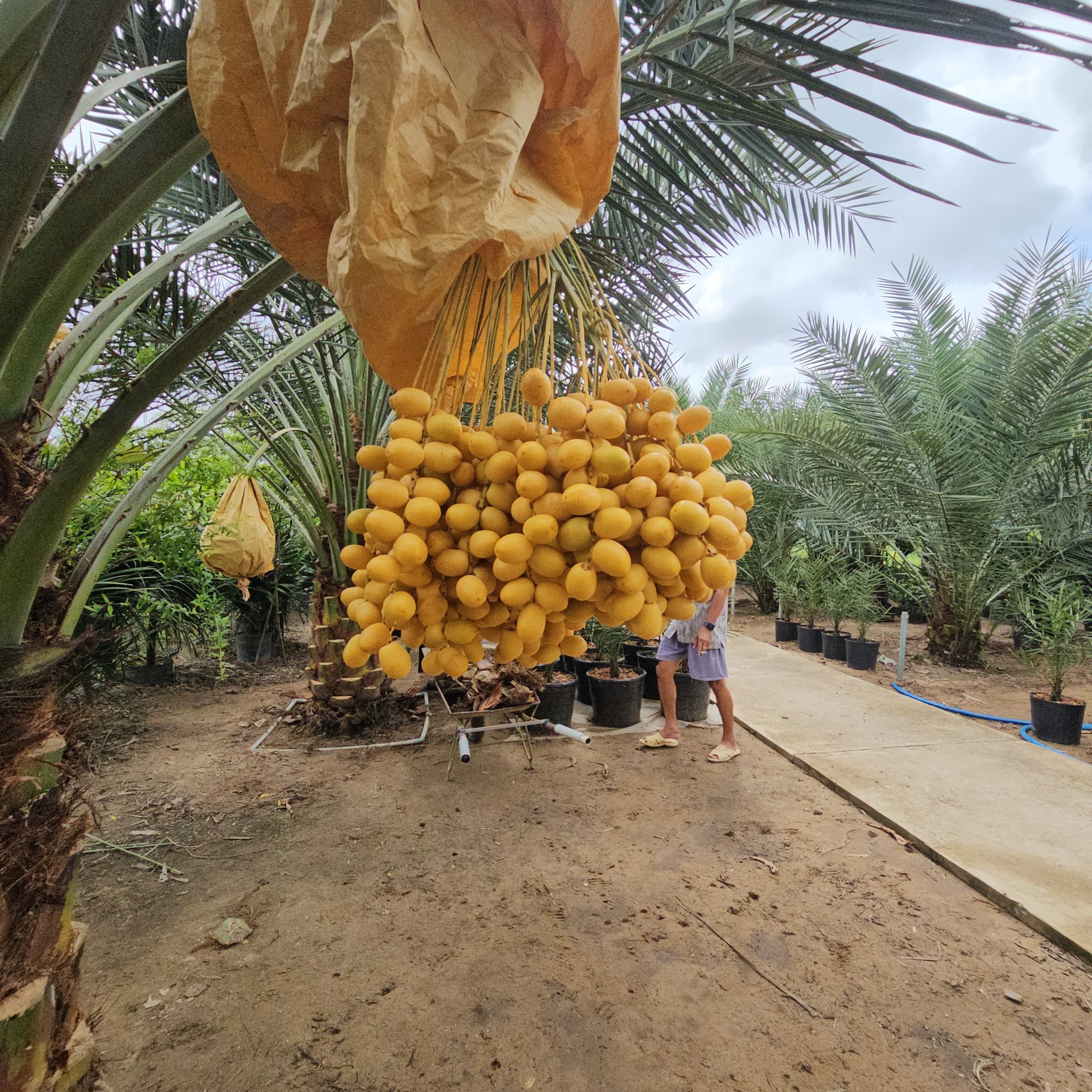 Chợ hoa quả tháng 8: Chà là bất ngờ “soán ngôi” xoài, nho để thành mặt hàng hot nhất- Ảnh 2.