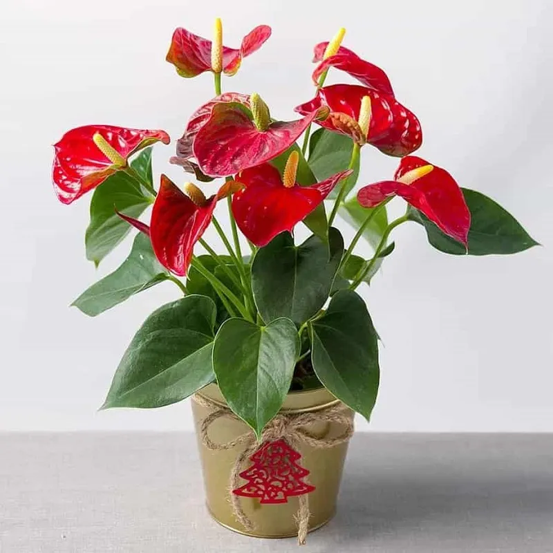 Người mệnh Hỏa hợp trồng cây cảnh gì?- Ảnh 3.