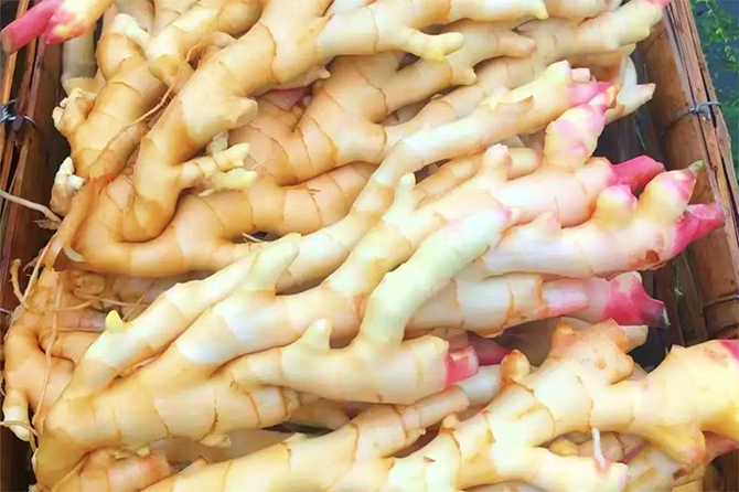 Gừng rất tốt nhưng nhiều người đang ăn sai cách- Ảnh 3. Gừng rất tốt nhưng nhiều người đang ăn sai cách- Ảnh 3.