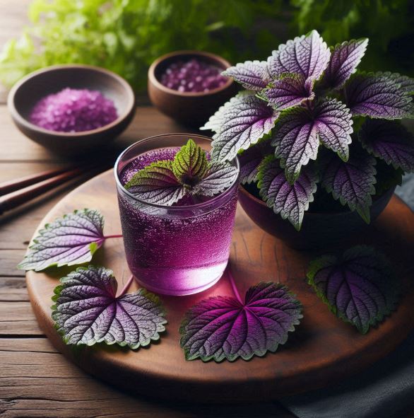 Những người "đại kỵ" với nước lá tía tô, biết mà tránh kẻo rước hoạ- Ảnh 3.
