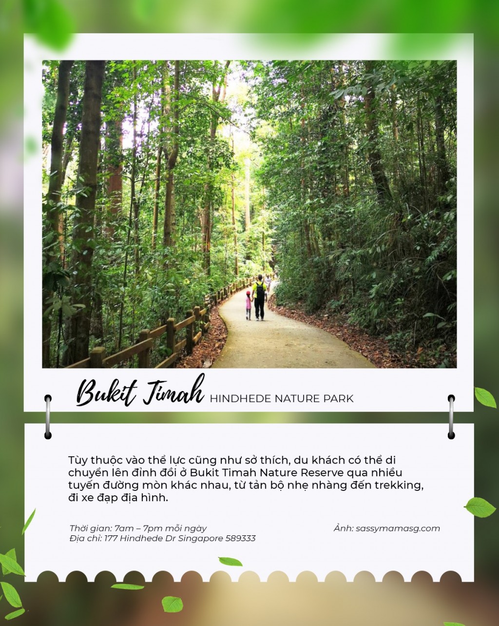 “Sống chậm” ở Bukit Timah - Một góc bình yên giữa lòng Singapore- Ảnh 2.