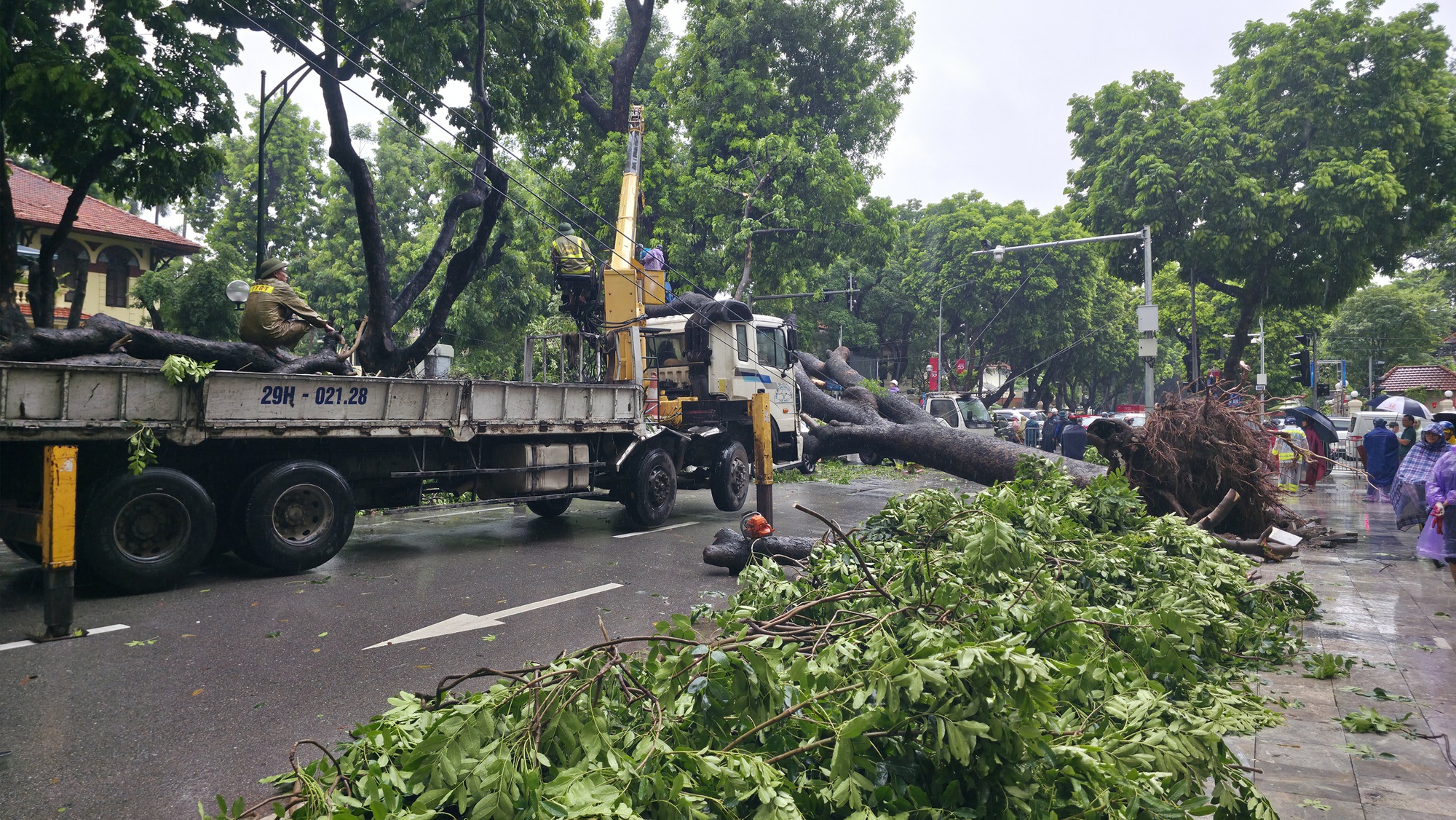 Chủ xe kể 30 gi&acirc;y kinh ho&agrave;ng khi c&acirc;y lớn bật gốc đ&egrave; tr&uacute;ng &ocirc; t&ocirc; giữa phố tại H&agrave; Nội- Ảnh 4.