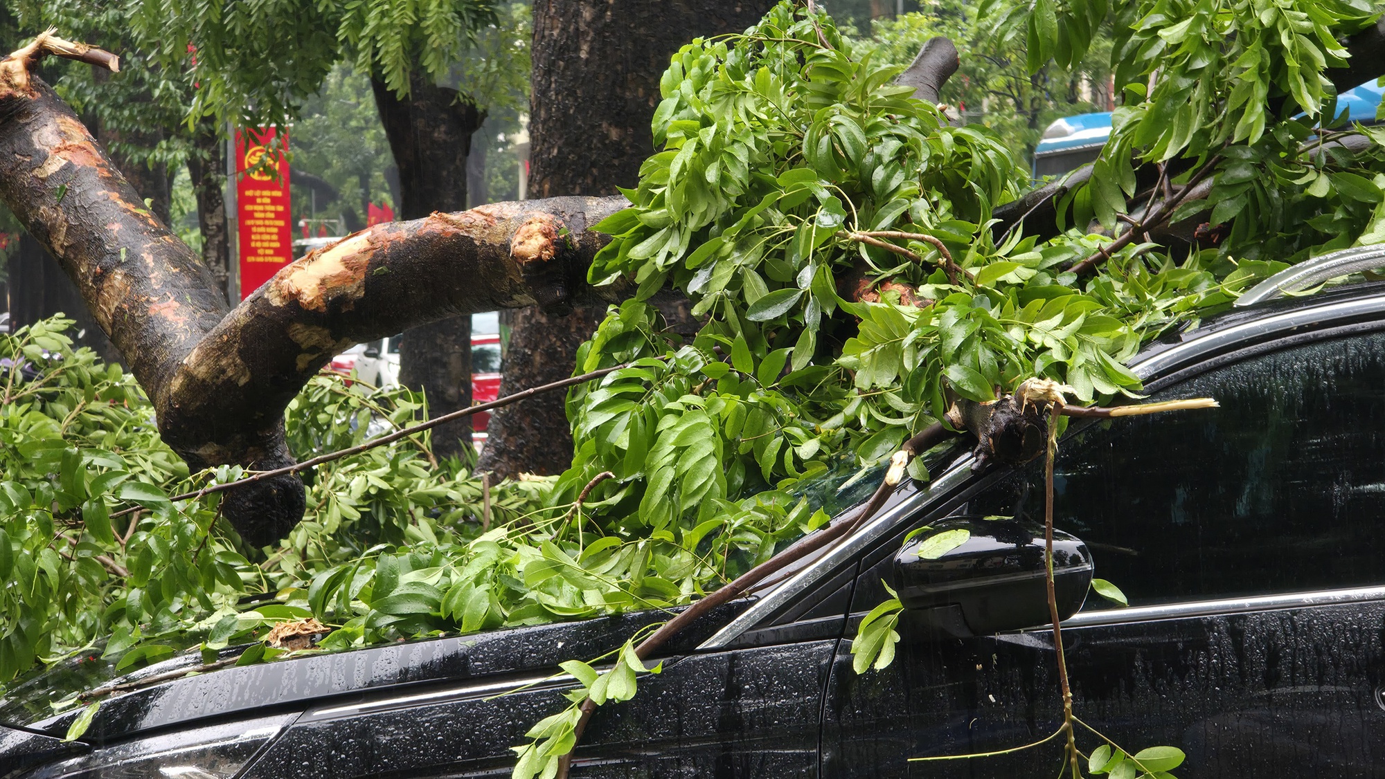 Chủ xe kể 30 gi&acirc;y kinh ho&agrave;ng khi c&acirc;y lớn bật gốc đ&egrave; tr&uacute;ng &ocirc; t&ocirc; giữa phố tại H&agrave; Nội- Ảnh 2.