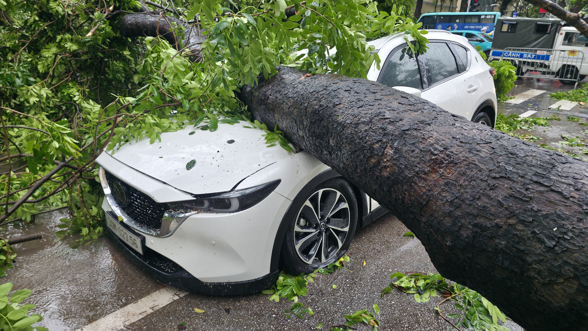 Chủ xe kể 30 gi&acirc;y kinh ho&agrave;ng khi c&acirc;y lớn bật gốc đ&egrave; tr&uacute;ng &ocirc; t&ocirc; giữa phố tại H&agrave; Nội- Ảnh 8.