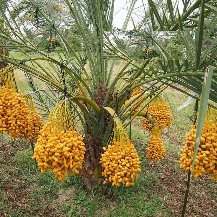 Loại quả kỳ lạ "cắn dọc thì ngọt, cắn ngang thì chát": Hóa ra là "khắc tinh" của ung thư và tiểu đường- Ảnh 2. Loại quả kỳ lạ "cắn dọc thì ngọt, cắn ngang thì chát": Hóa ra là "khắc tinh" của ung thư và tiểu đường- Ảnh 2.