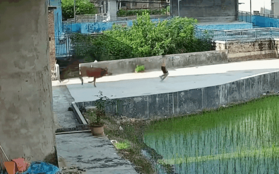 Đang đi dạo, bỗng phát hiện cảnh tượng nổi da gà chàng trai chạy như "tên bắn"- Ảnh 1.