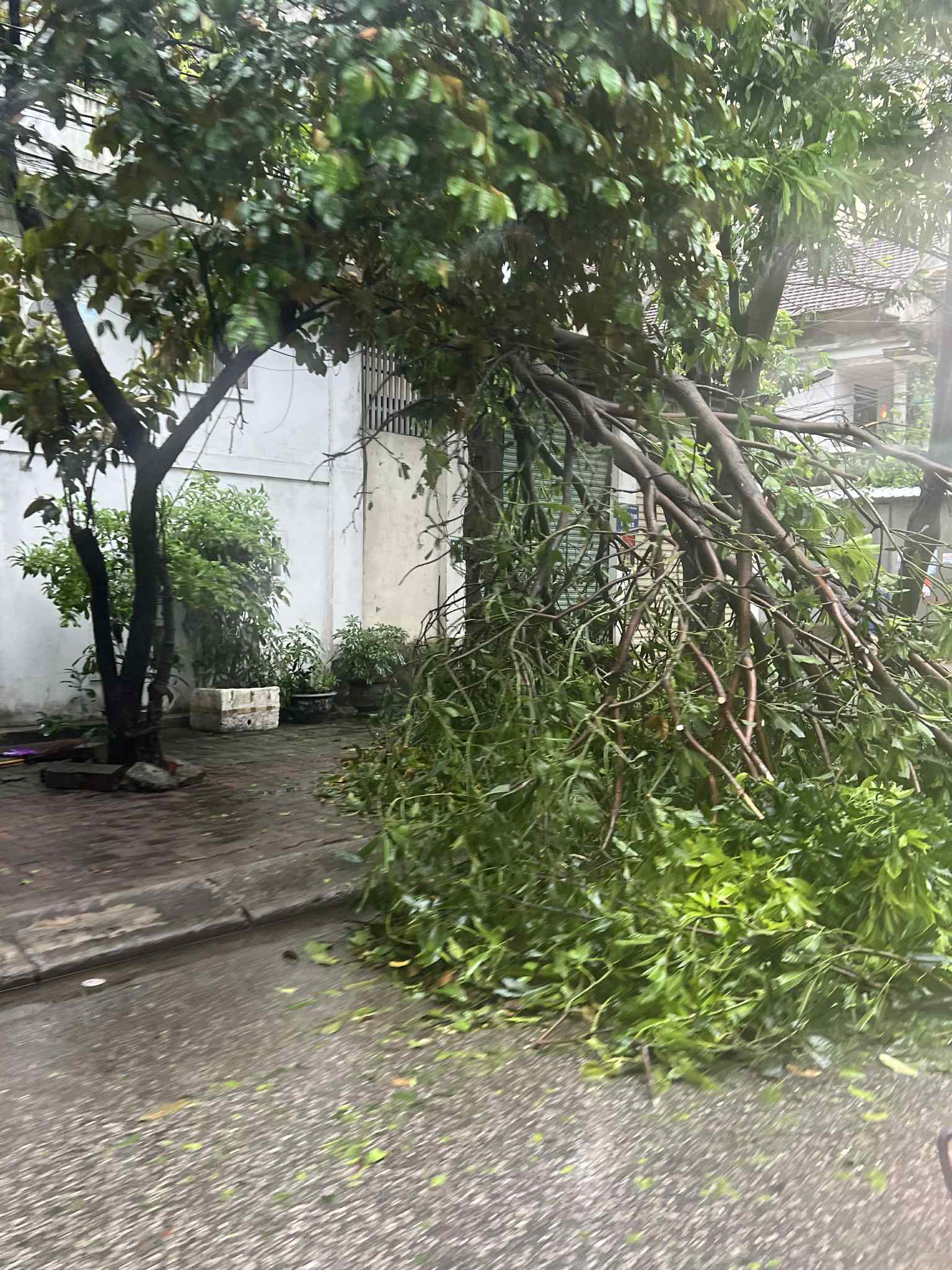 Nhà tốc mái, đường ngập cây đổ: Nghệ An ngổn ngang sau bão số 5- Ảnh 4.