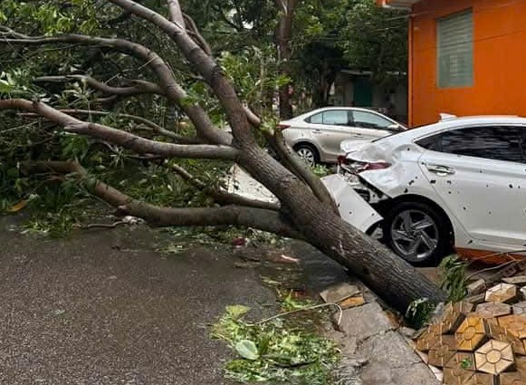 Thấy gió trong bão số 5 quá mạnh, không dám ra đánh xe ô tô rời đi để tránh cây gãy đổ- Ảnh 3.
