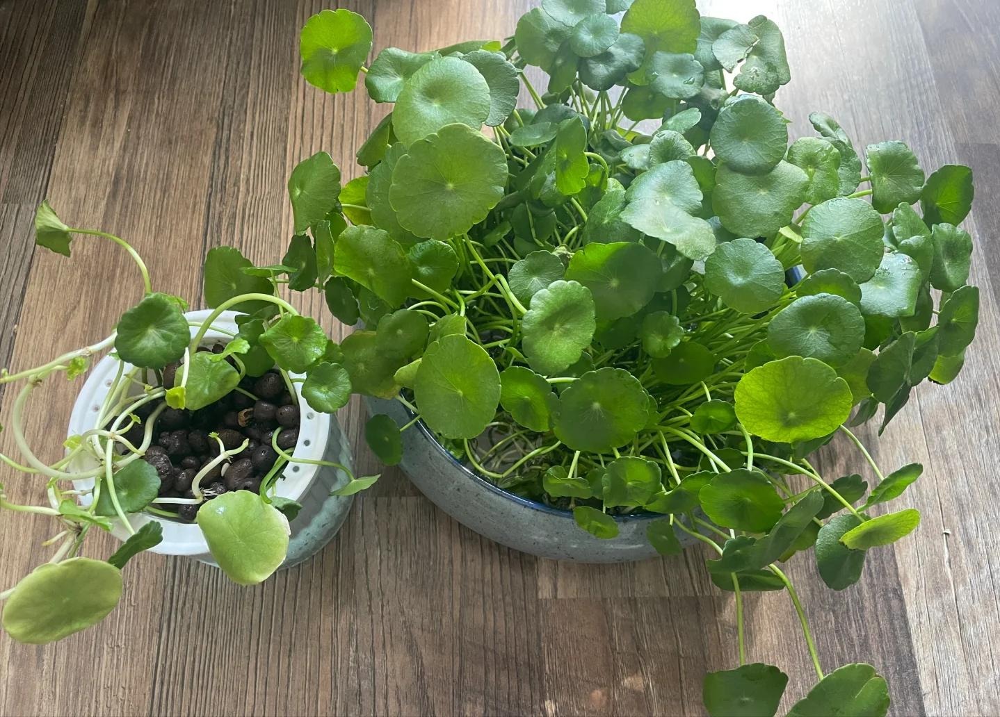 Loài cây được ví như "ngân khố sống", nhưng đặt sai chỗ thì gia sản tiêu tan như cát bụi- Ảnh 1.