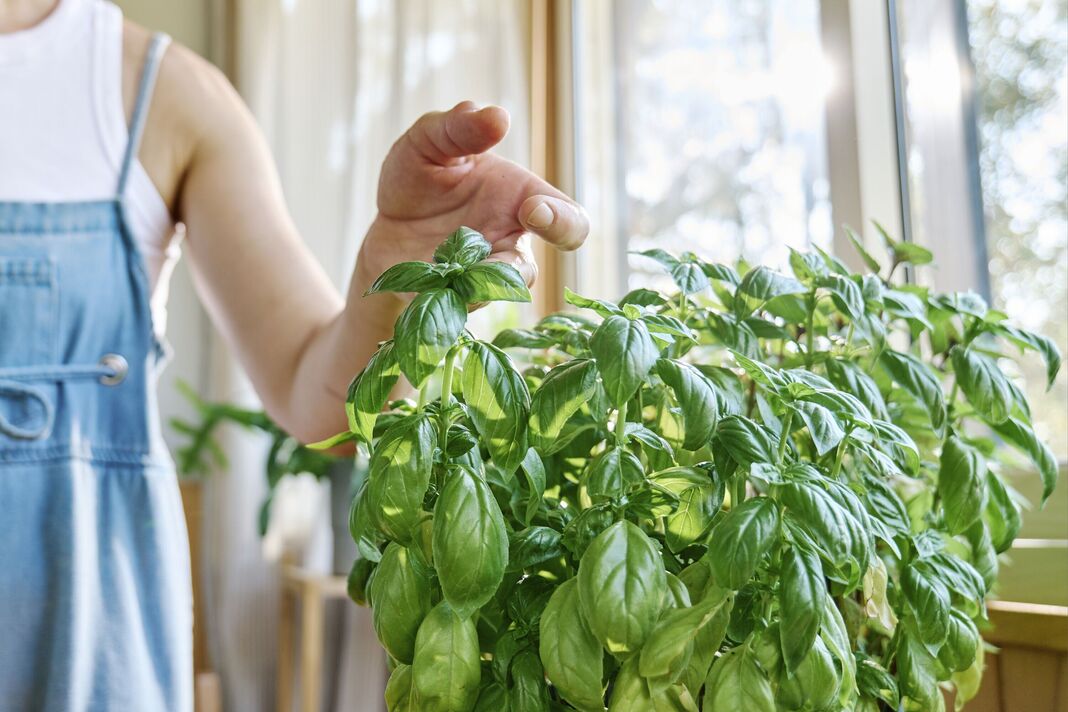 Các hộ gia đình ở Anh được khuyến khích đặt húng quế ở cửa sổ vào thứ Hai- Ảnh 1.