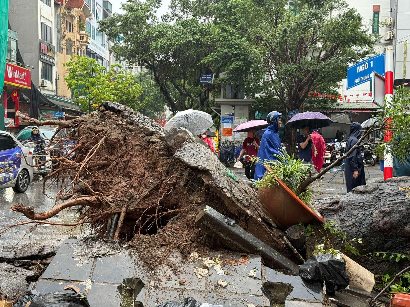 Hà Nội: Cây xà cừ cổ thụ đổ đè bẹp 2 ô tô trên phố Trung Kính- Ảnh 2.