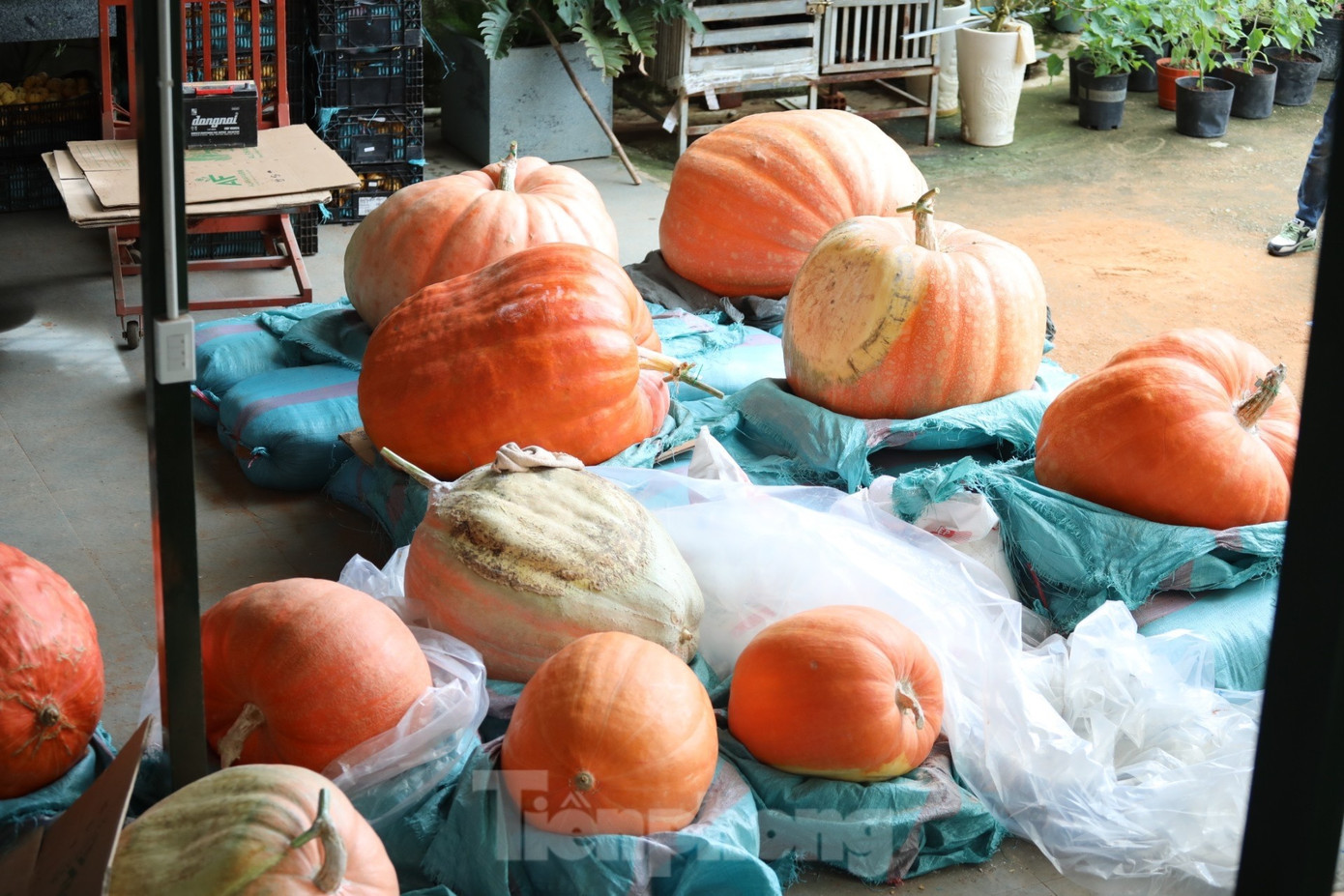 Nhiều người kéo nhau đi xem quả bí ngô siêu to khổng lồ ở Đà Lạt- Ảnh 2.