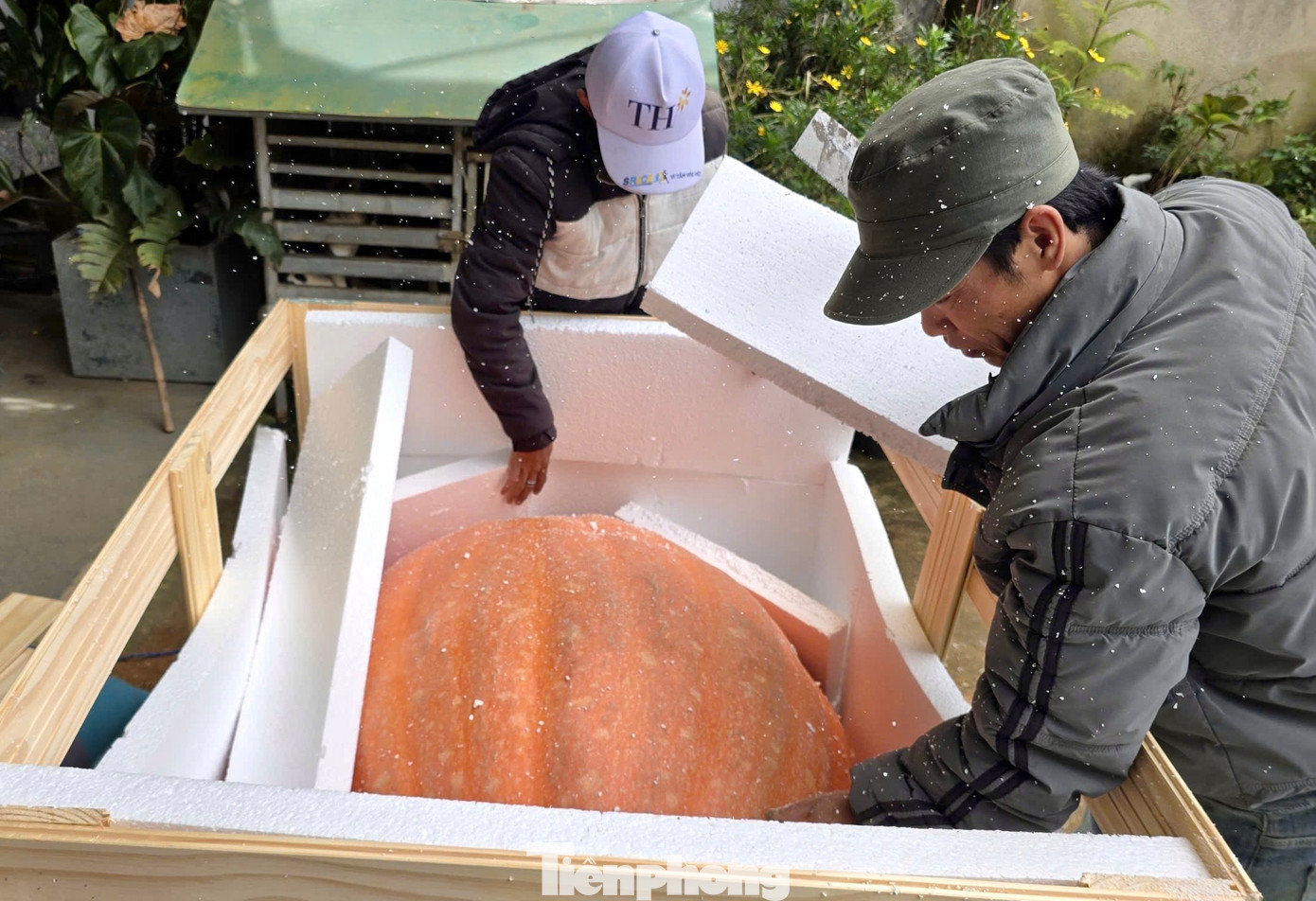 Nhiều người kéo nhau đi xem quả bí ngô siêu to khổng lồ ở Đà Lạt- Ảnh 11.