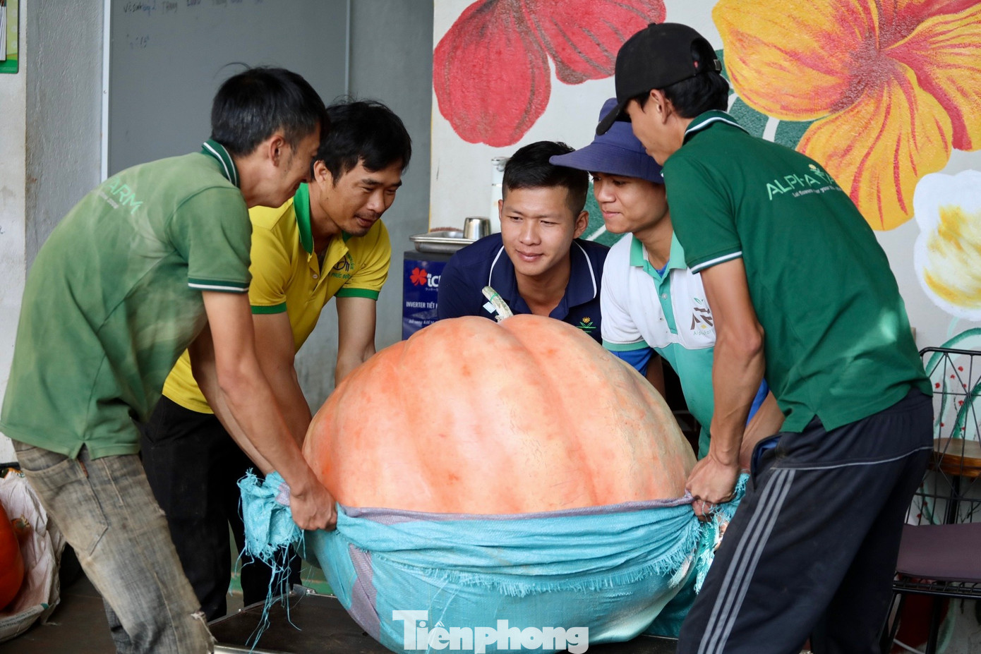 Nhiều người kéo nhau đi xem quả bí ngô siêu to khổng lồ ở Đà Lạt- Ảnh 17.