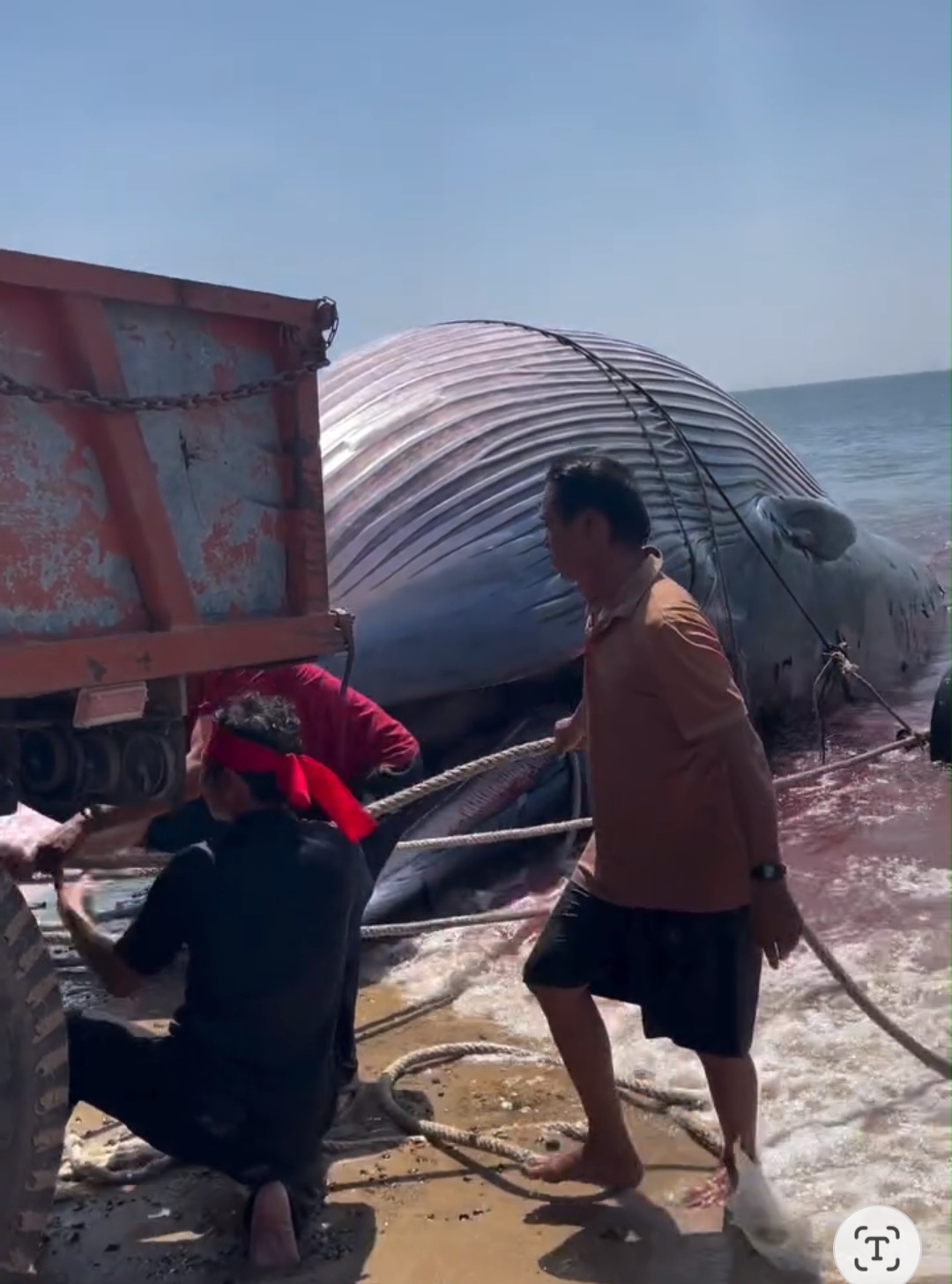 Phát hiện cá voi nặng gần 8 tấn lụy gần bờ, ngư dân hợp sức đưa vào chôn cất- Ảnh 3.