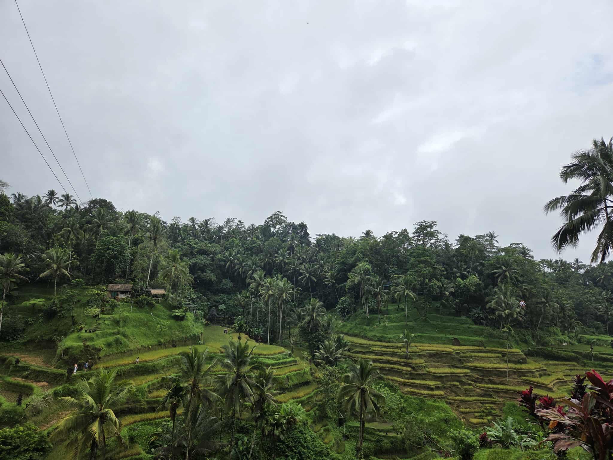 Ruộng bậc thang ở Bali có gì thu hút khách Tây đến thế?- Ảnh 2.