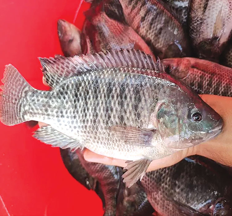 Đi chợ thấy bán cá này nhất định phải mua ngay: Bổ hơn cá hồi mà giá rẻ chỉ bằng 1/4, chợ Việt thường có nhiều- Ảnh 1.