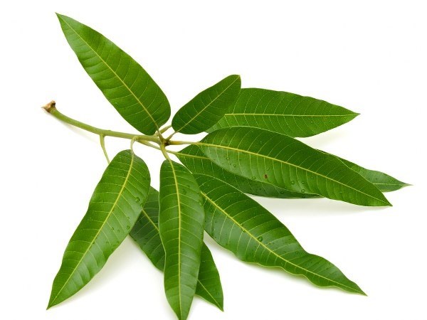 Cây người Việt chỉ ăn quả, không ngờ lá quý như "nhân sâm của người nghèo", ở quê mọc um tùm- Ảnh 3.