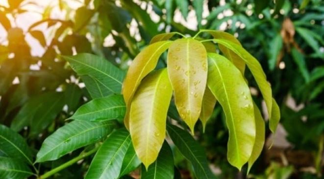 Cây người Việt chỉ ăn quả, không ngờ lá quý như "nhân sâm của người nghèo", ở quê mọc um tùm- Ảnh 1.