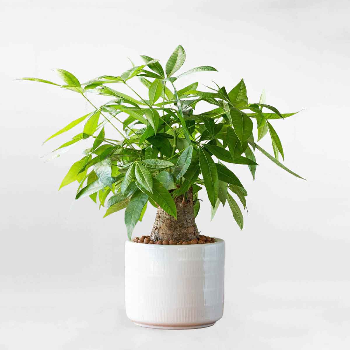 Mệnh Mộc nên trồng cây gì? 5 loại cây phong thủy giúp gia đình hòa thuận, sung túc- Ảnh 1.