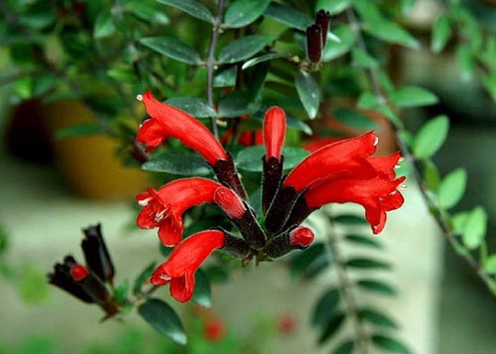 Người mệnh Hỏa hợp trồng cây cảnh gì?- Ảnh 3.