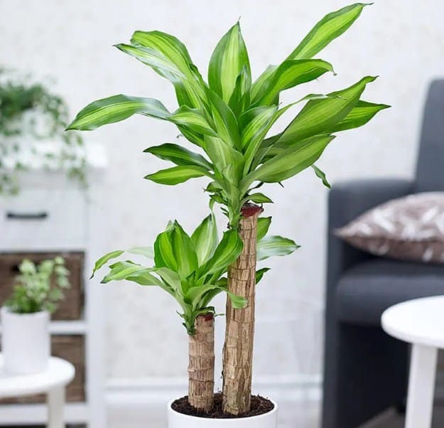 Mệnh Mộc nên trồng cây gì? 5 loại cây phong thủy giúp gia đình hòa thuận, sung túc- Ảnh 5.