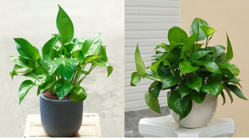 Mệnh Mộc nên trồng cây gì? 5 loại cây phong thủy giúp gia đình hòa thuận, sung túc- Ảnh 4.