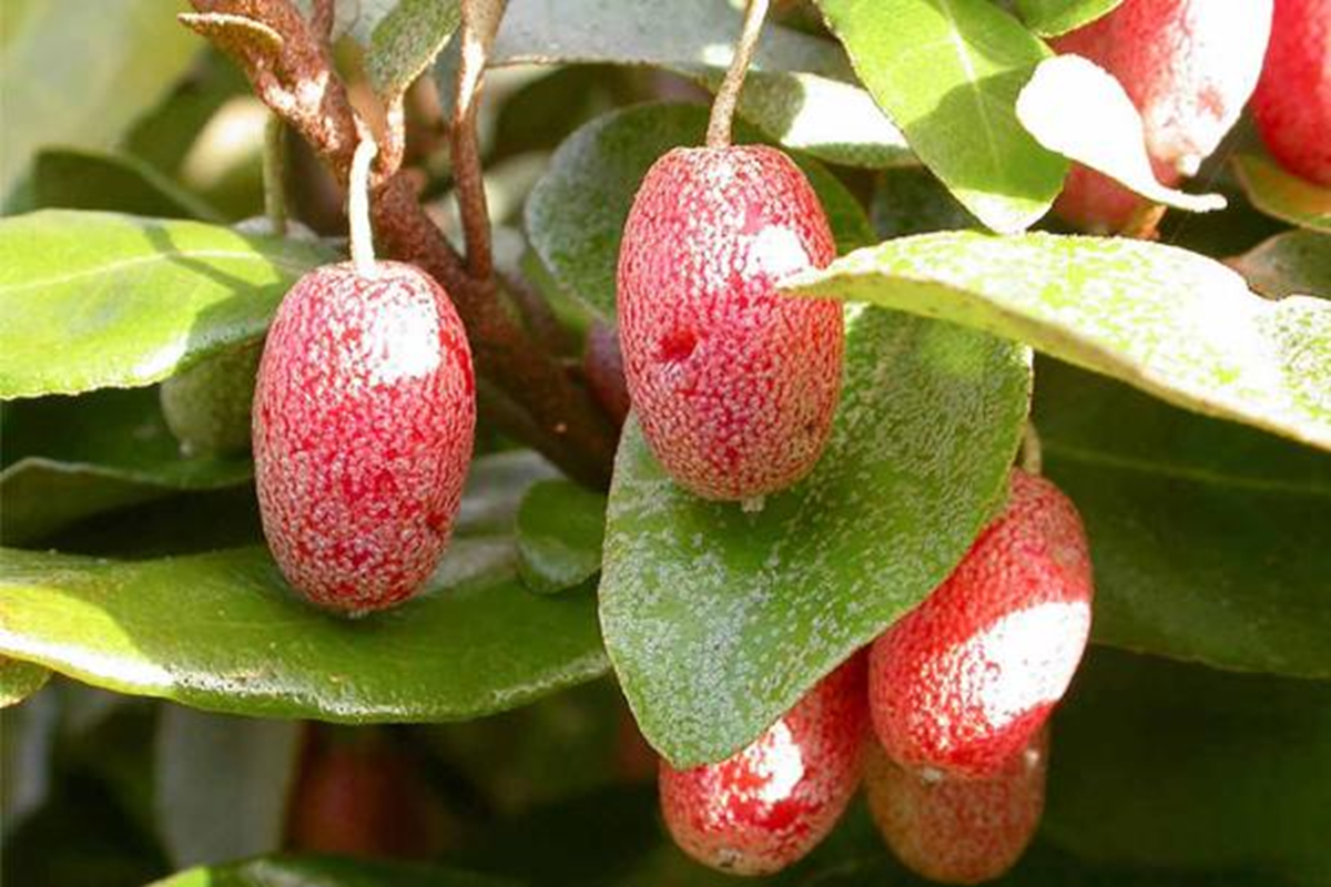 Loại cây ở Việt Nam trồng bạt ngàn, sang "trời tây" giá 3,5 triệu đồng/cây- Ảnh 1.