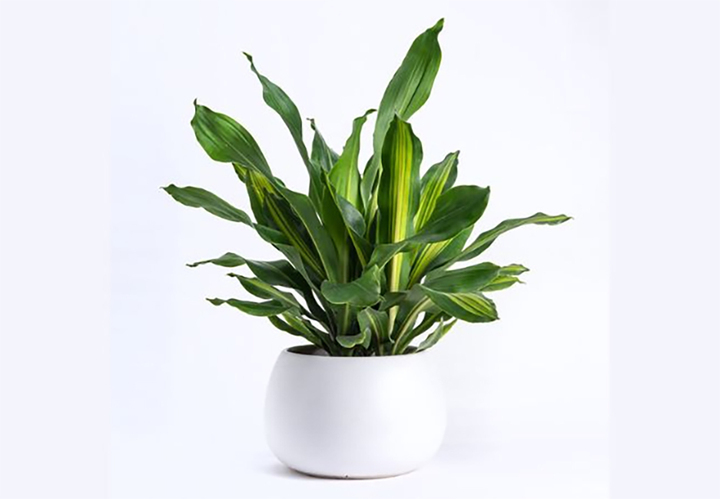 Người mệnh Hỏa hợp trồng cây cảnh gì?- Ảnh 1.