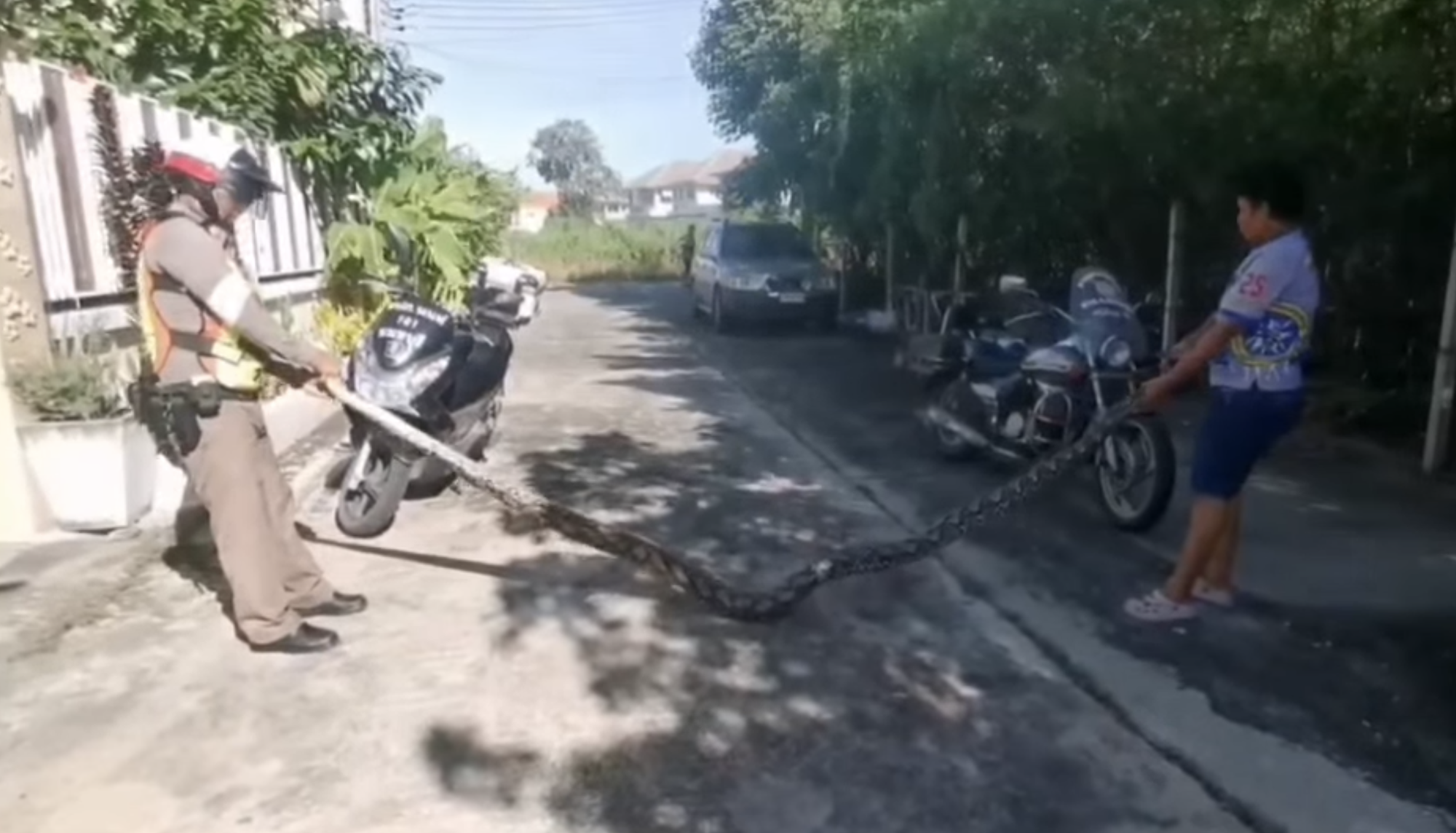 Trăn khổng lồ dài 5 mét Trăn khổng lồ dài 5 mét