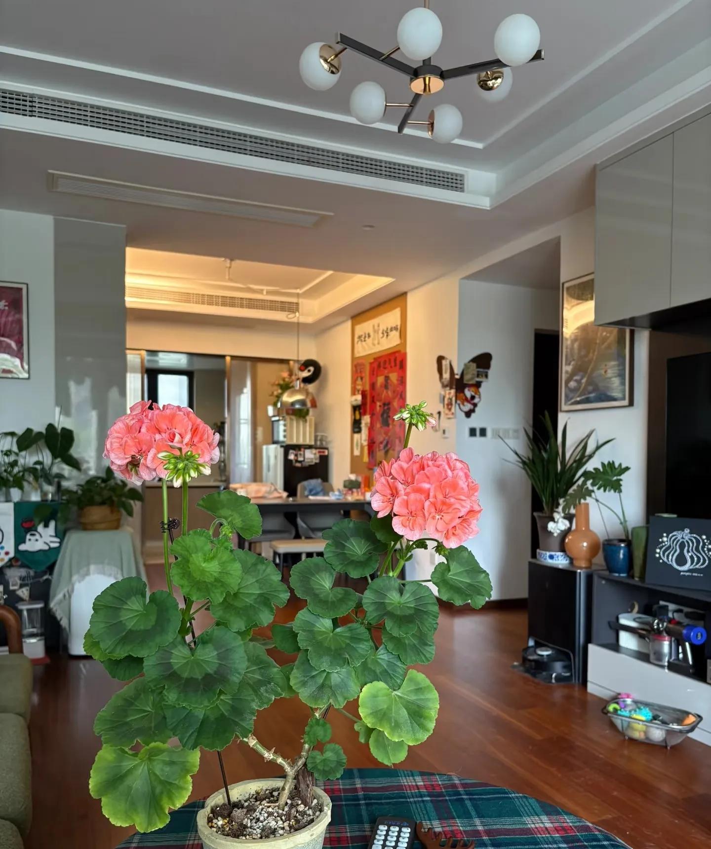 "Chi tiêu lười biếng" đang là xu hướng mới của giới trẻ: Mua hoa ít tiền, ít công chăm mà đẹp cả nhà, tốt cả sức khỏe- Ảnh 4.