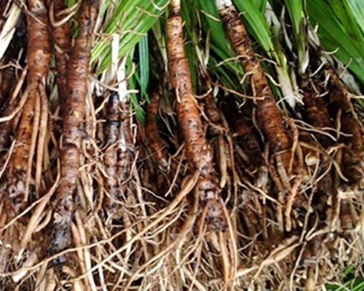 Loài cây dại mọc bờ rào xưa không ai "ngó", nay bán nửa triệu đồng/kg- Ảnh 1.