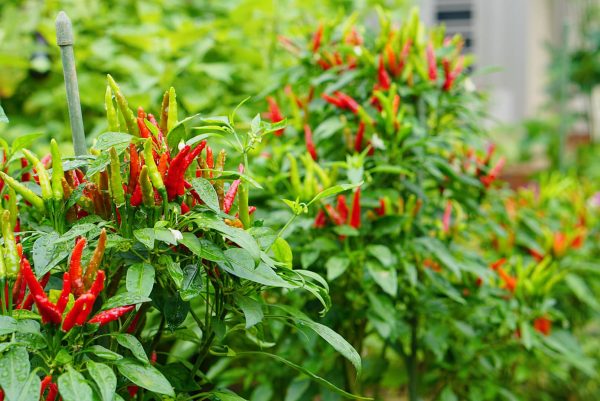 Loại quả thuộc nhóm "tốt nhất thế giới", ở Việt Nam vừa nhiều vừa rẻ- Ảnh 1.