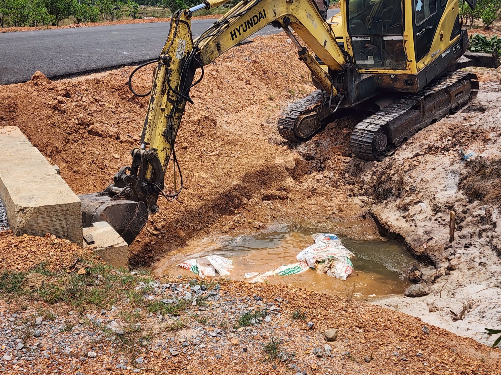 Hàng loạt xác heo chết bị vứt bừa bãi ra môi trường ở Quảng Trị- Ảnh 1.