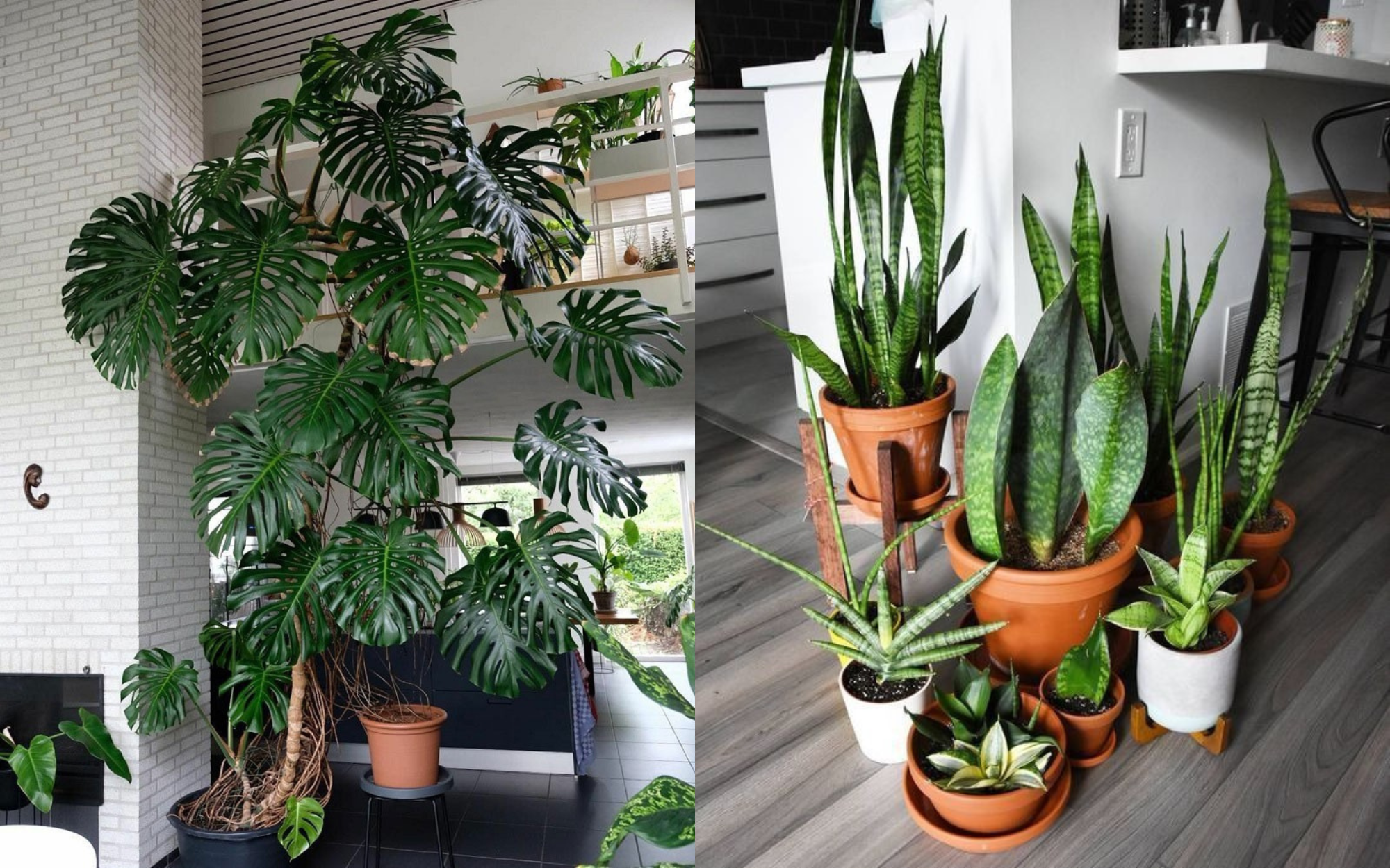 Người xưa dặn: Nhà có cây phú quý, tiền tài lăn vào cửa - 5 cây Thần Tài nên trồng- Ảnh 1.