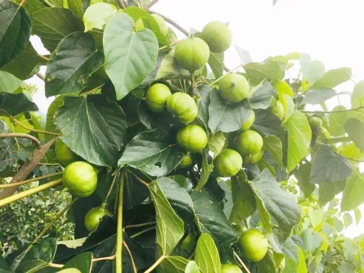 Cây dại có tên lạ xưa không ai ngó nay giá đắt đỏ, hái bán đếm tiền không kịp- Ảnh 1.