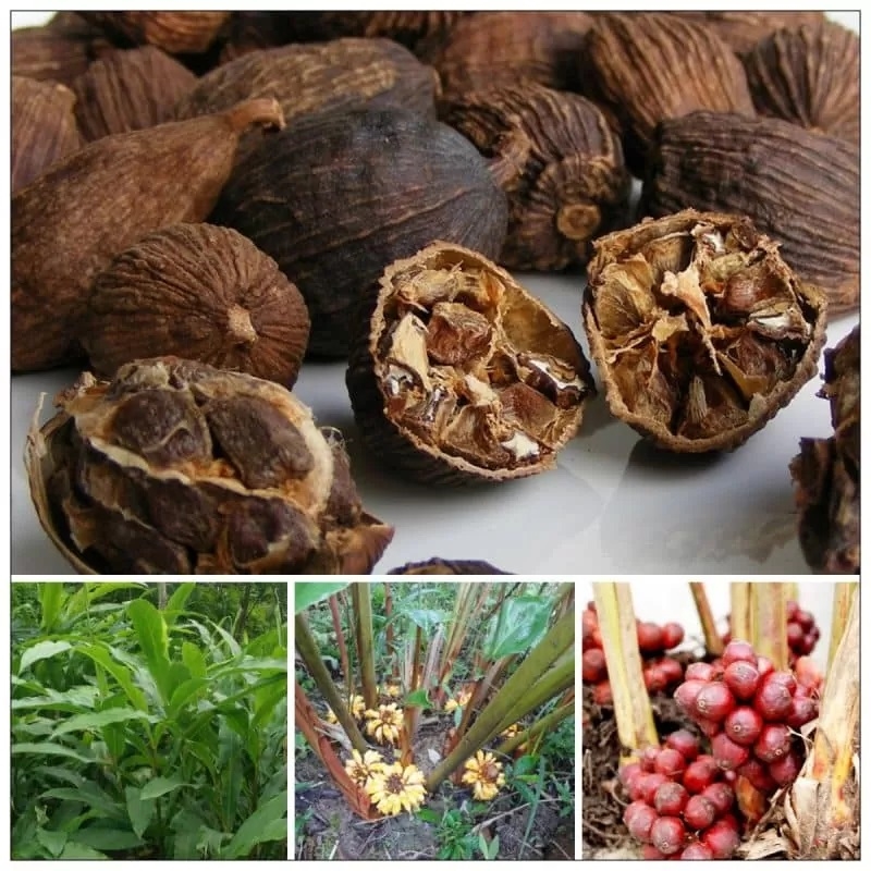Quả dại ở quê không ai ăn không ngờ là "mỏ vàng", 300.000 đồng/kg- Ảnh 1.