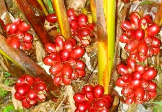 Quả dại ở quê không ai ăn không ngờ là "mỏ vàng", 300.000 đồng/kg- Ảnh 2.