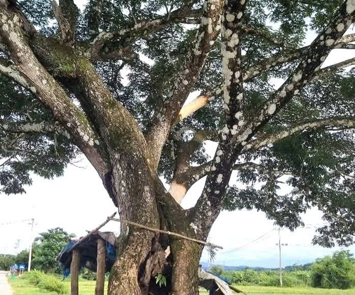 Ngắm hàng me Tây trăm tuổi như 'đường hầm xanh' đẹp mê mẩn ở Quảng Ngãi- Ảnh 29.