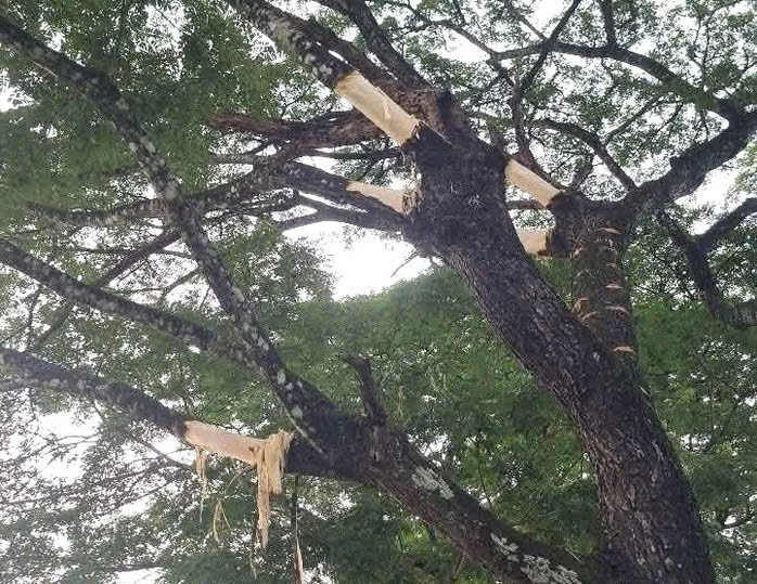 Ngắm hàng me Tây trăm tuổi như 'đường hầm xanh' đẹp mê mẩn ở Quảng Ngãi- Ảnh 28.